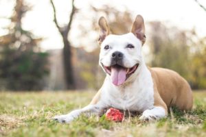 american staffordshire terrier assurance
