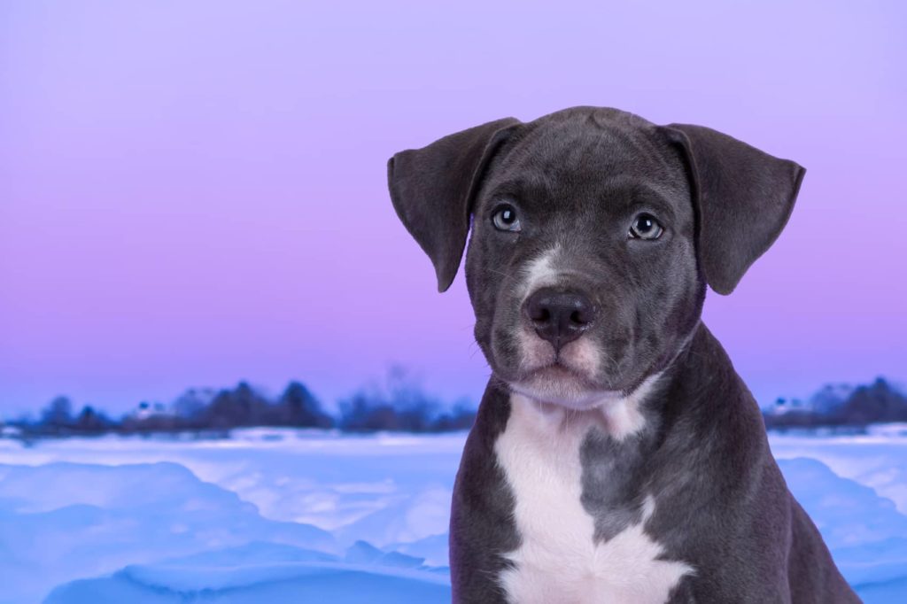 american staffordshire terrier prix