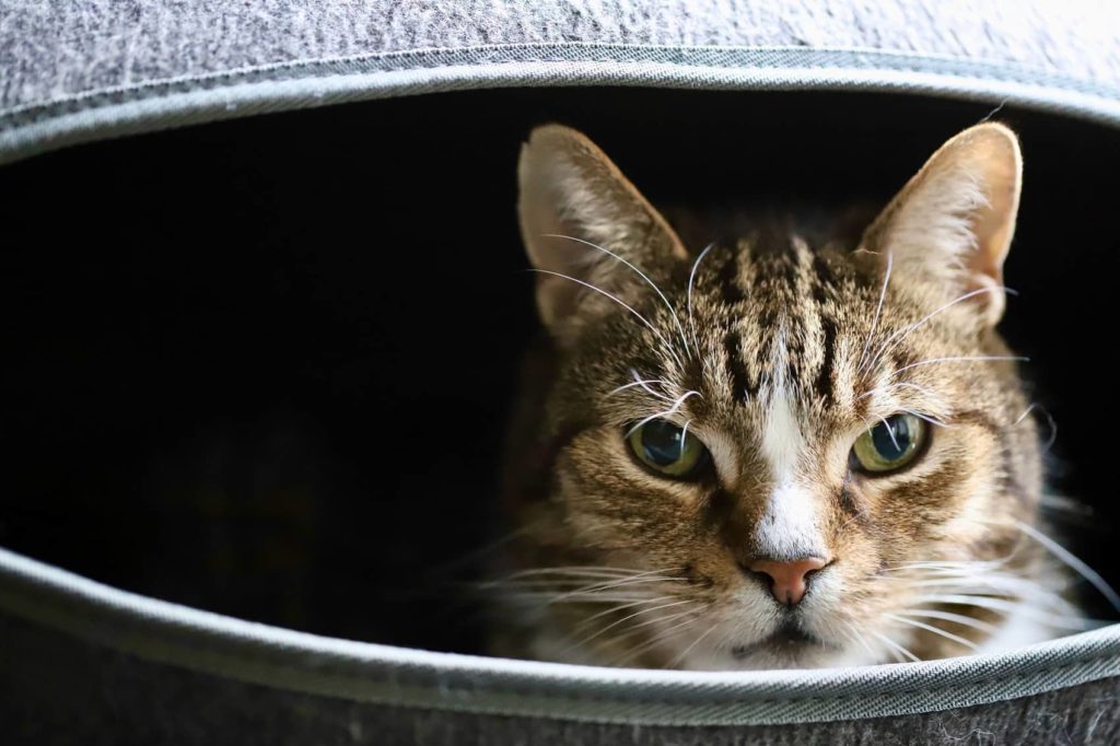 caractère european shorthair