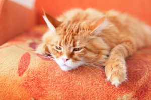 coryza chat
