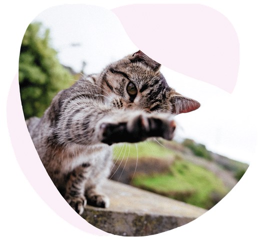 assurance chat exterieur