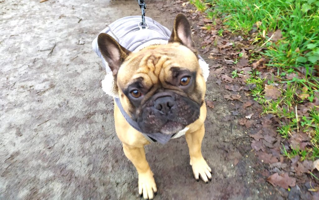 bouledogue français puppy