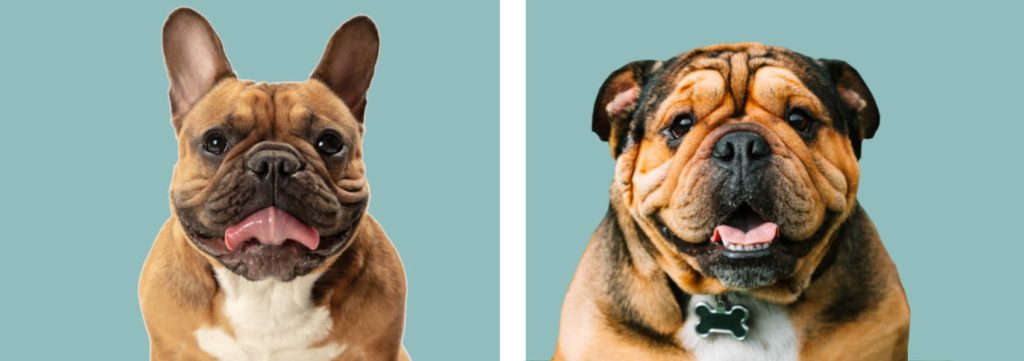bulldog bouledogue différence