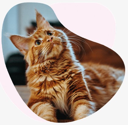 chat assurance proteger