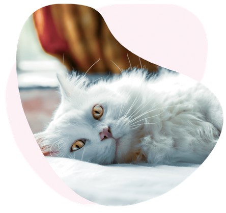chat mignon assurance