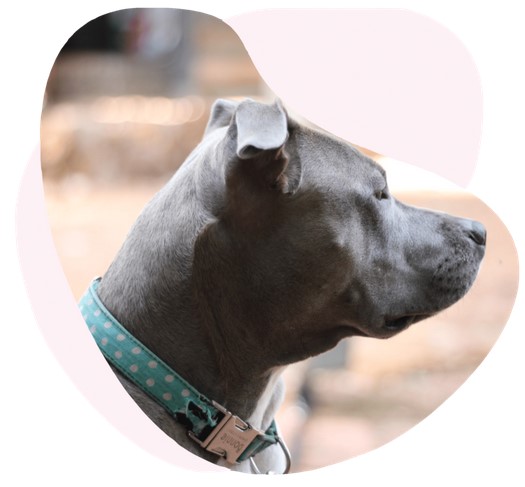 chien categorie 1 2 responsabilite civile