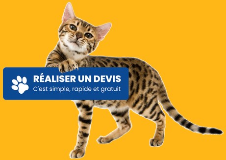 devis assurance chat