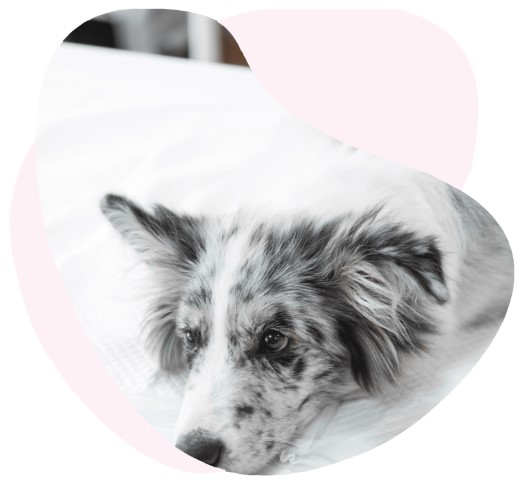 garantie deces assurance chien