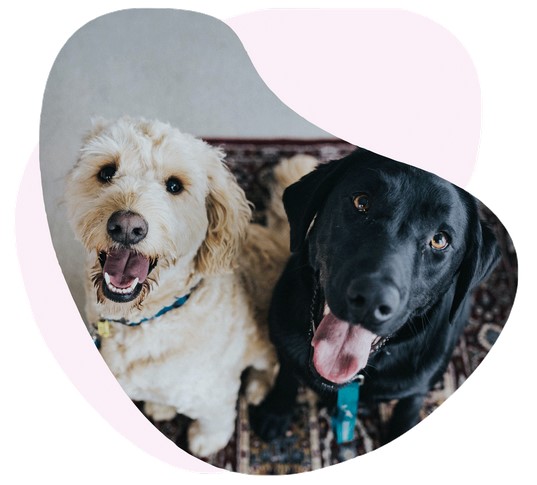 mutuelle chiens
