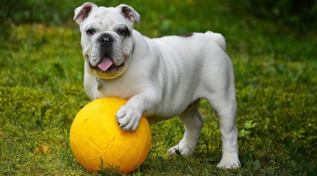 bouledogue anglais assurance