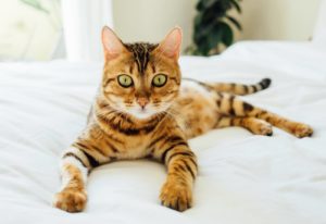 chat bengal assurance