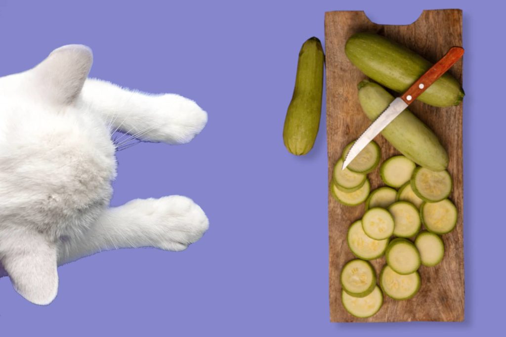 chat obésité alimentation