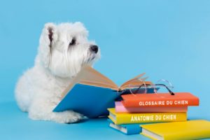 glossaire du chien
