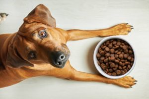 perte appétit chien