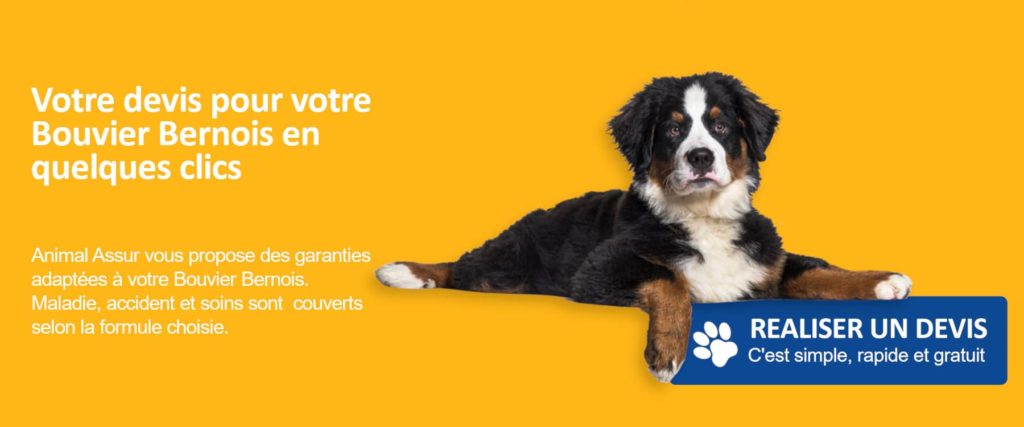 devis assurance bouvier bernois
