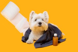 diarrhée chien