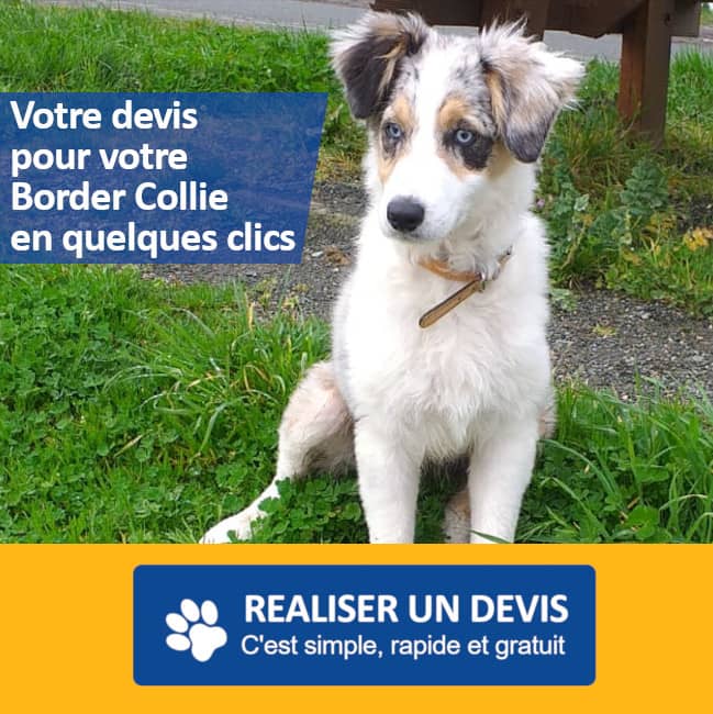 assurance border collie
