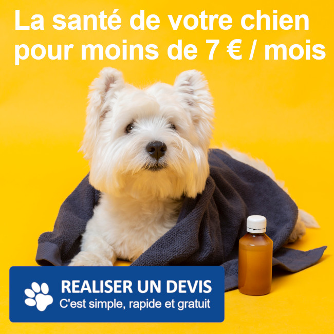 assurance chien