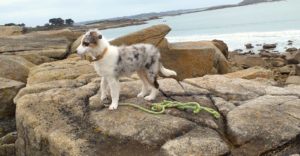 border collie
