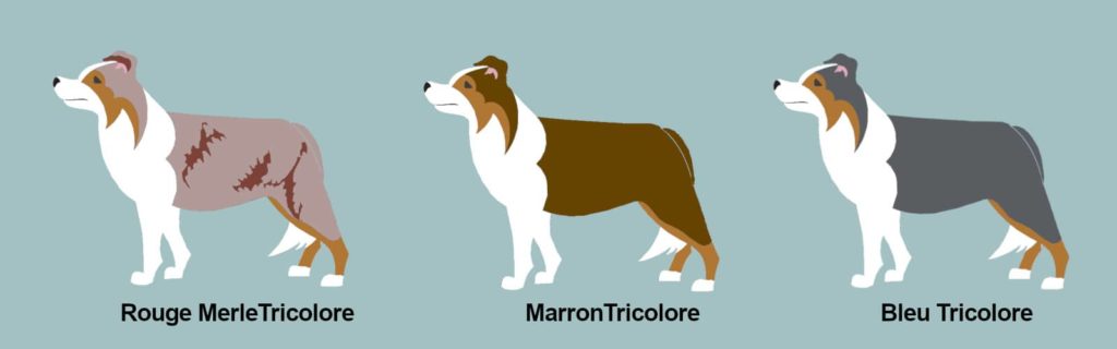 couleur border collie