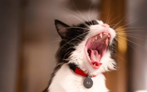 langage chat