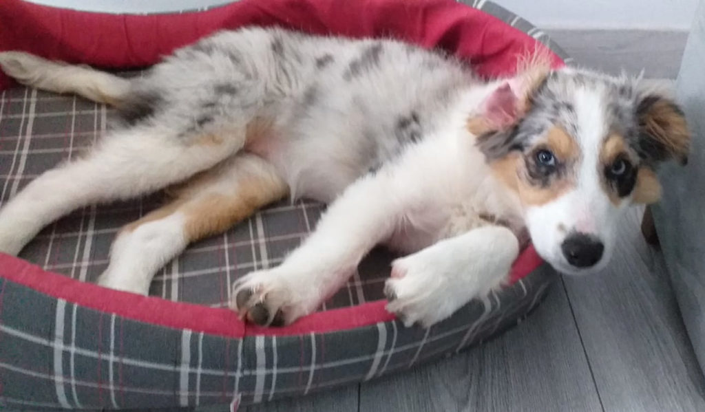 prix border collie