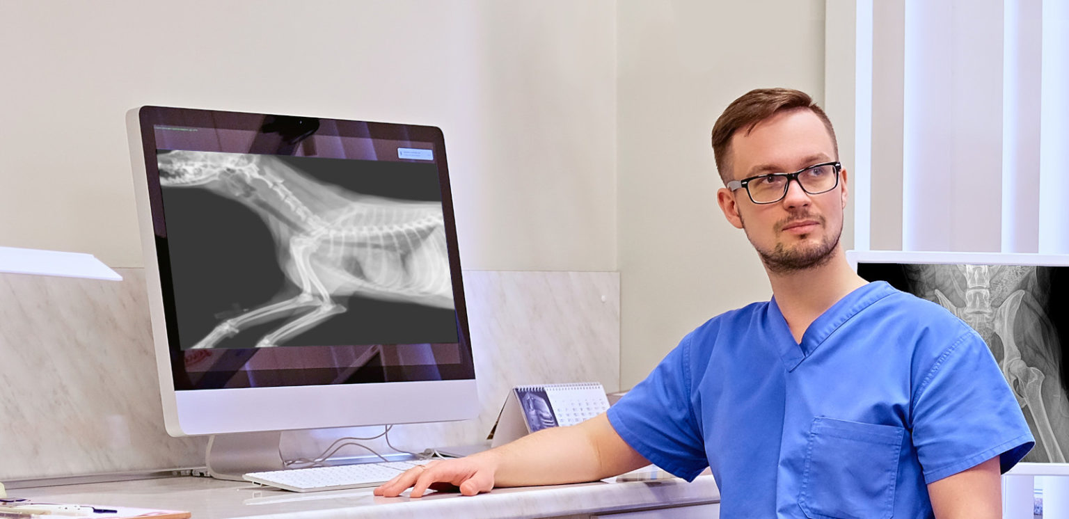 prévention dysplasie hanche chien