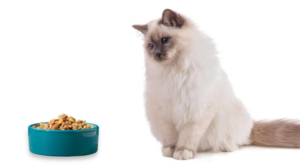 alimentation sacré de birmanie