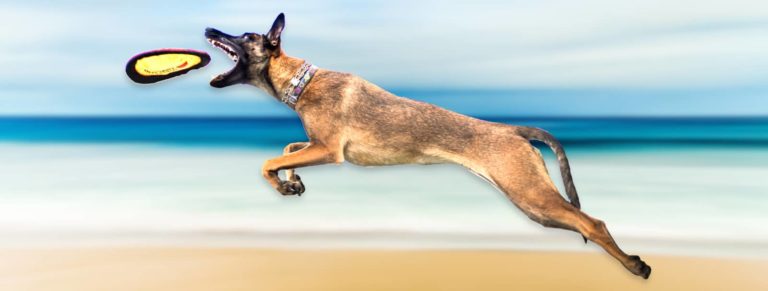assurance berger belge malinois
