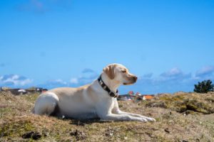 assurance labrador retriever
