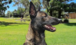 berger belge malinois