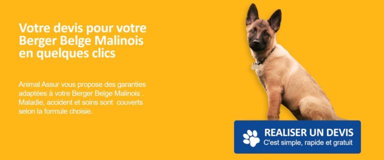 devis assurance berger belge malinois