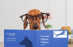 lof livre des origines français