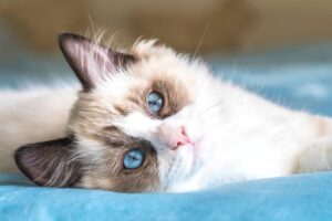 ragdoll chat