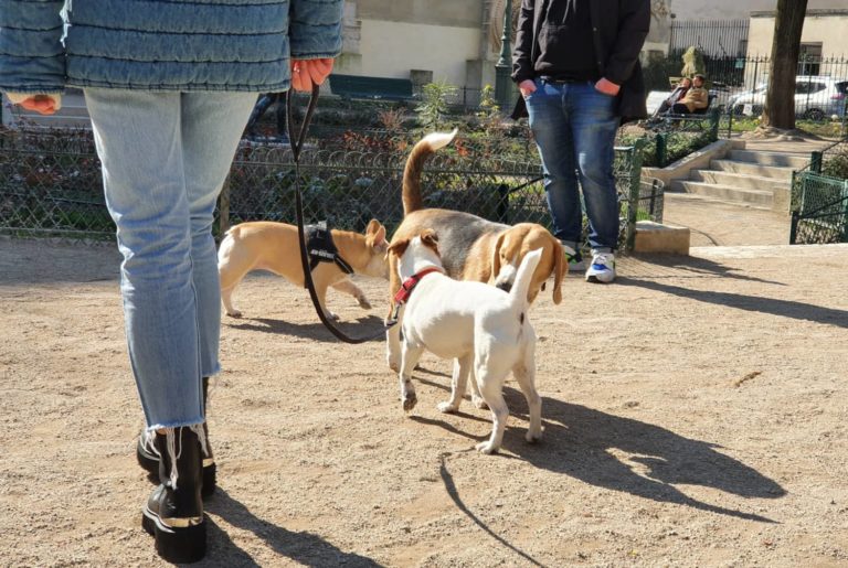 chien lien social
