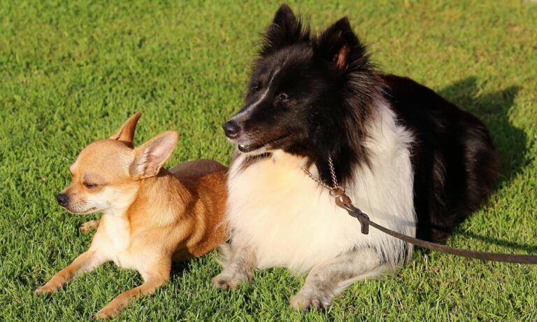 education chihuahua conseils