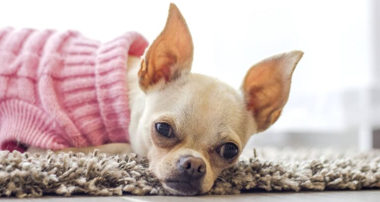 prix chiot chihuahua