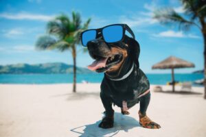 plage eau mer danger chien