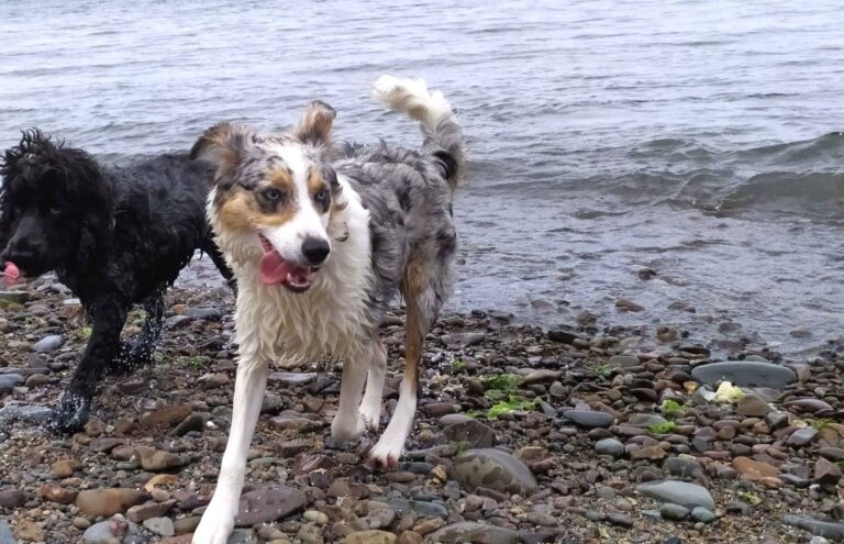chien mer plage