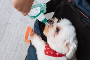 hydratation chien été