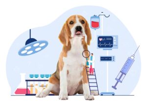 bilan santé chien