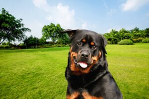 rottweiler assurance chien