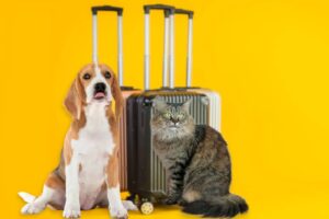 vacances des animaux 2022 1