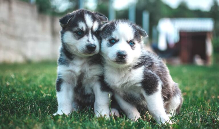 prix chiot husky