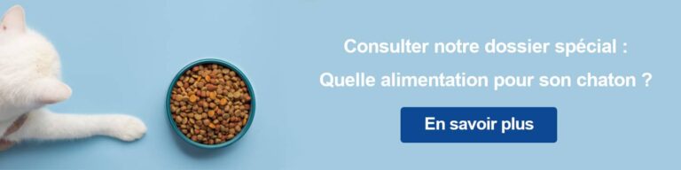 bannière alimentation chaton