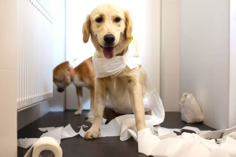 chien seul punition