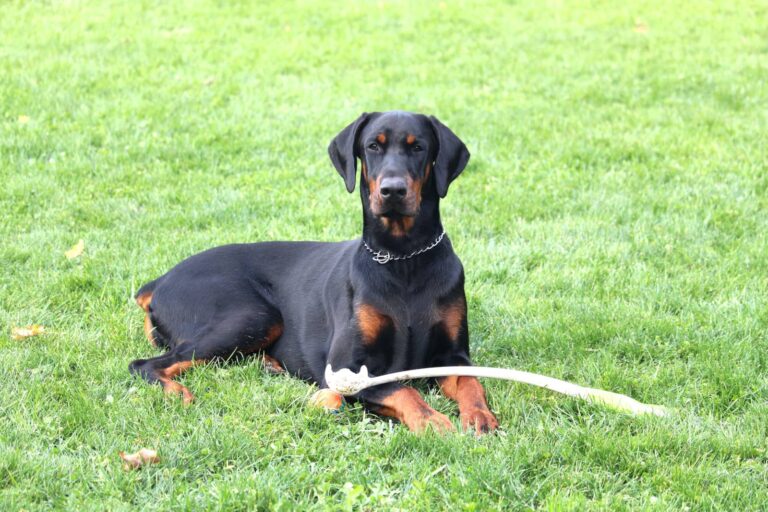 doberman assurance chien