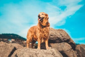 golden retriever assurance