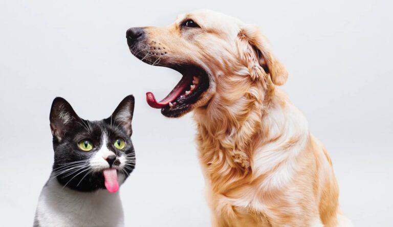 golden retriever chat