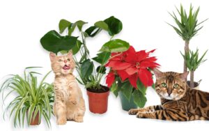 plantes appartement fleurs toxiques chat